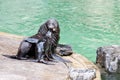 Brown fur seal Royalty Free Stock Photo